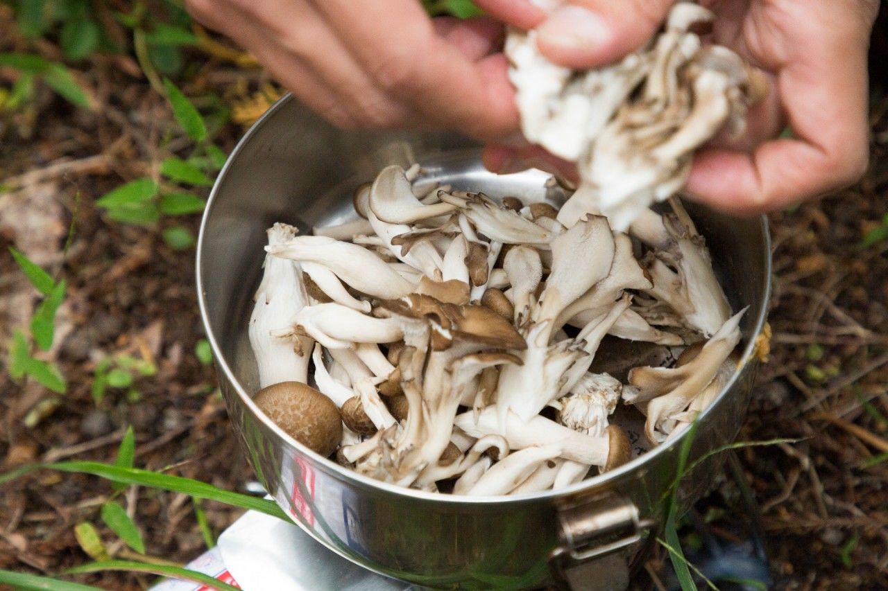 f:id:Meshi2_IB:20181105211745j:plain