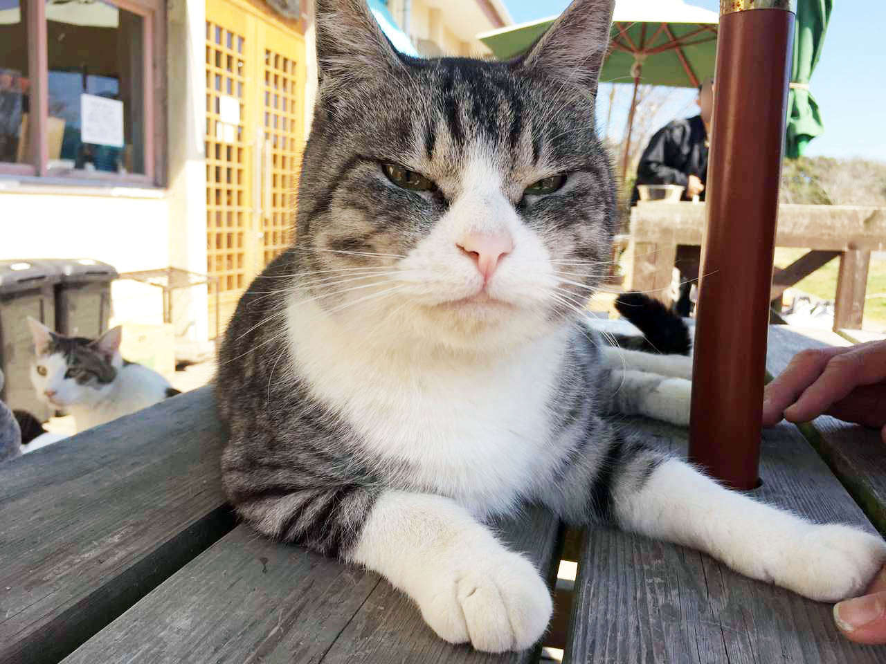 f:id:Meshi2_IB:20200426112848j:plain f:id:Meshi2_IB:20200426112848j:plain