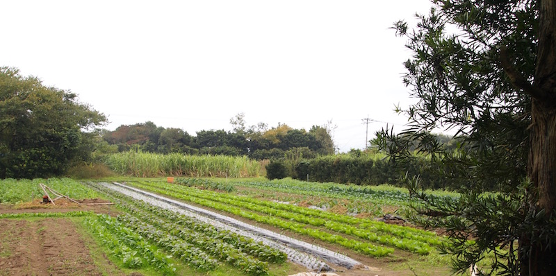 f:id:Meshi2_Writer:20161130195351j:plain