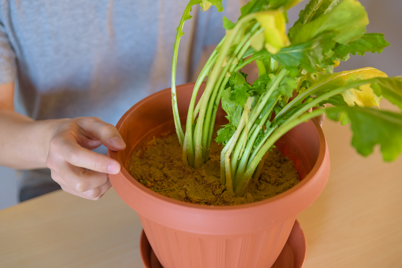 f:id:Meshi2_Writer:20170131195431j:plain f:id:Meshi2_Writer:20170131195431j:plain