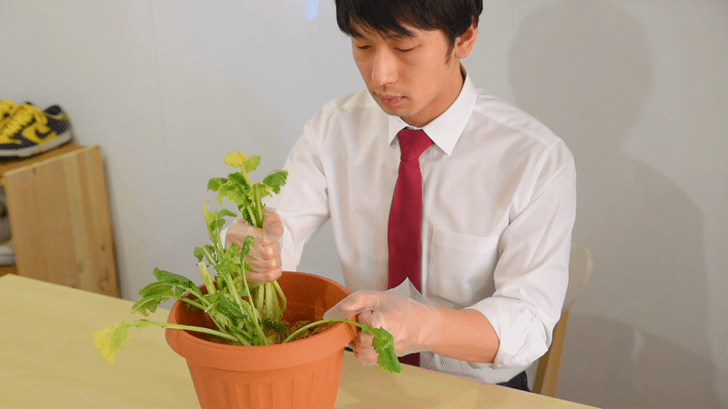 f:id:Meshi2_Writer:20170131200046g:plain f:id:Meshi2_Writer:20170131200046g:plain