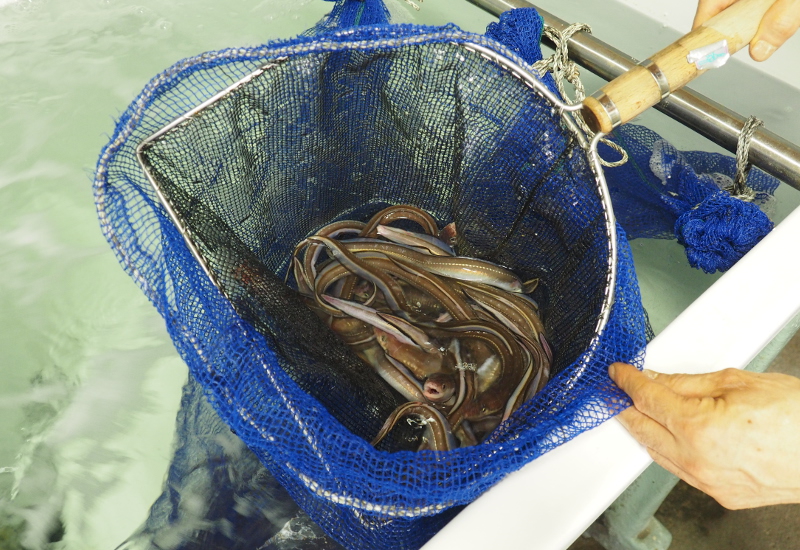 f:id:Meshi2_Writer:20170918173007j:plain