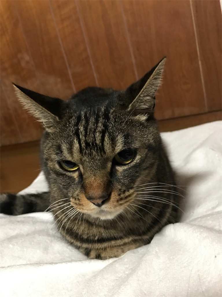 伊豆を半周しながらオープンしたてのカワズーを楽しみます 三度のメッシもねこも好き