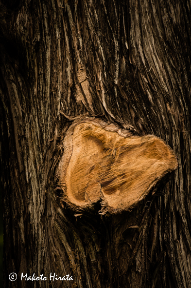 f:id:Mfotos:20160908041126j:plain