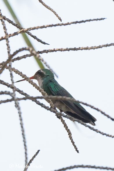 f:id:Mfotos:20160918081133j:plain