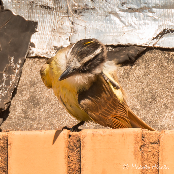 f:id:Mfotos:20161031035319j:plain