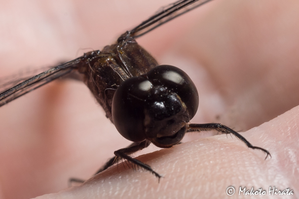 f:id:Mfotos:20161103072943j:plain