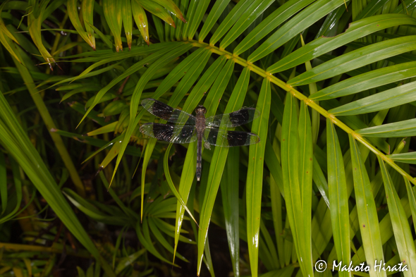 f:id:Mfotos:20161103073013j:plain