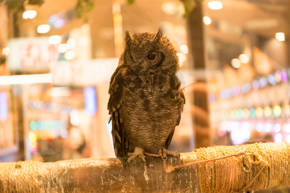 f:id:Mfotos:20170929072844j:plain f:id:Mfotos:20170929072844j:plain