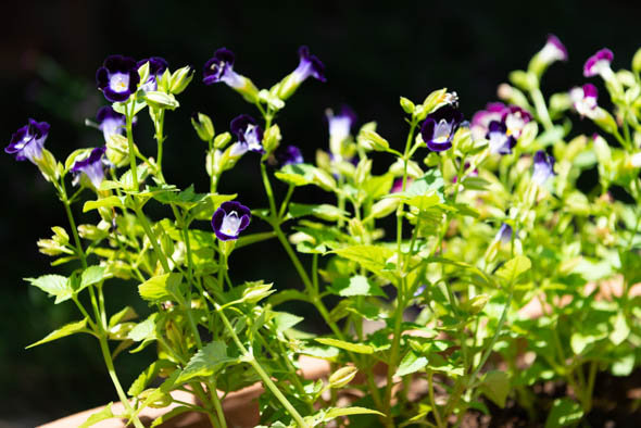 f:id:Mfotos:20200212101407j:plain