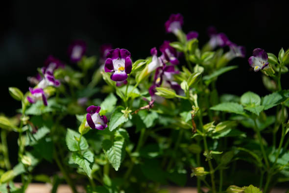 f:id:Mfotos:20200212101418j:plain