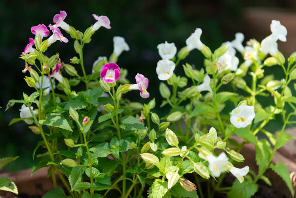 f:id:Mfotos:20200212101431j:plain