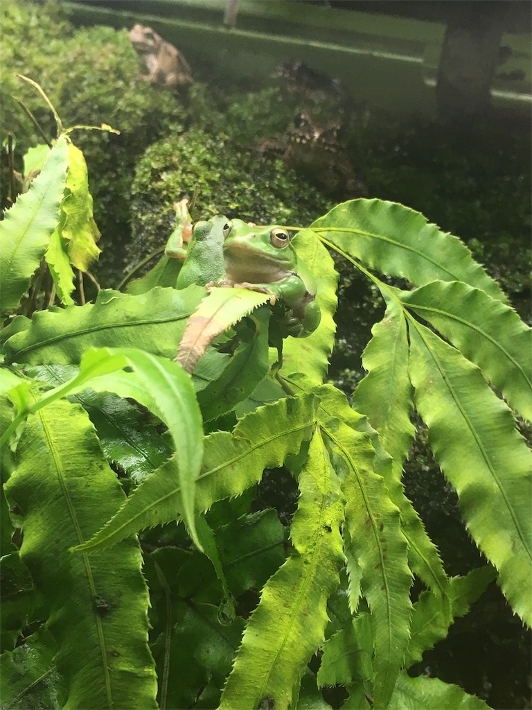 f:id:Miami1925:20180912034923j:image