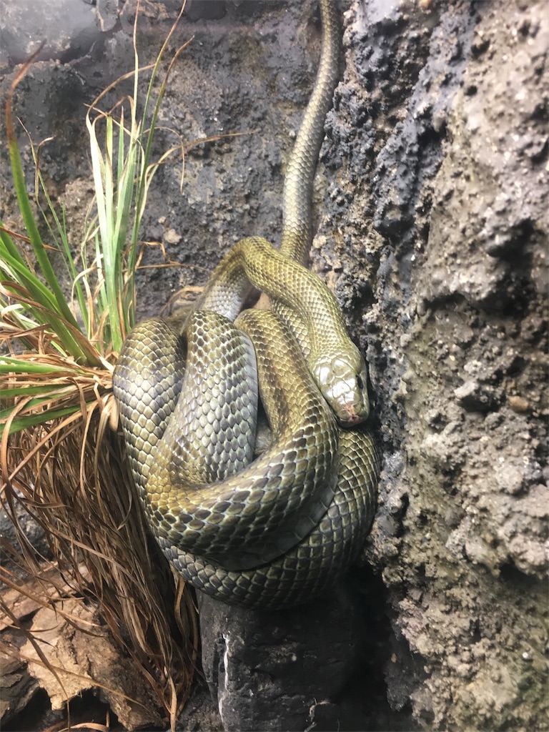 f:id:Miami1925:20180912035359j:image