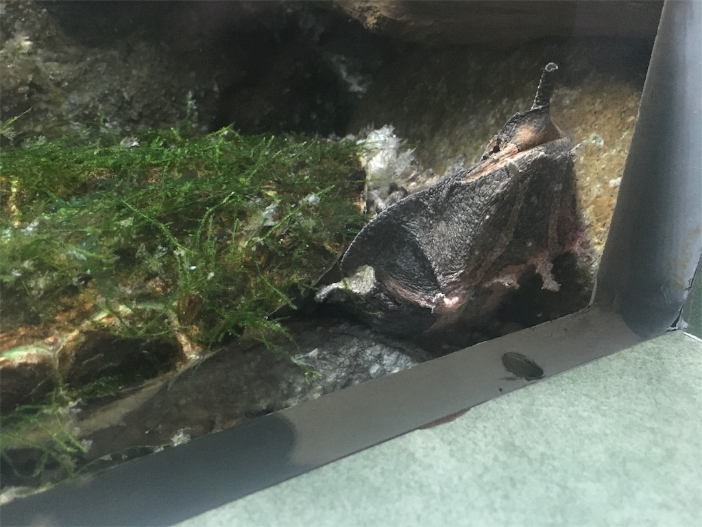 f:id:Miami1925:20180912035403j:image