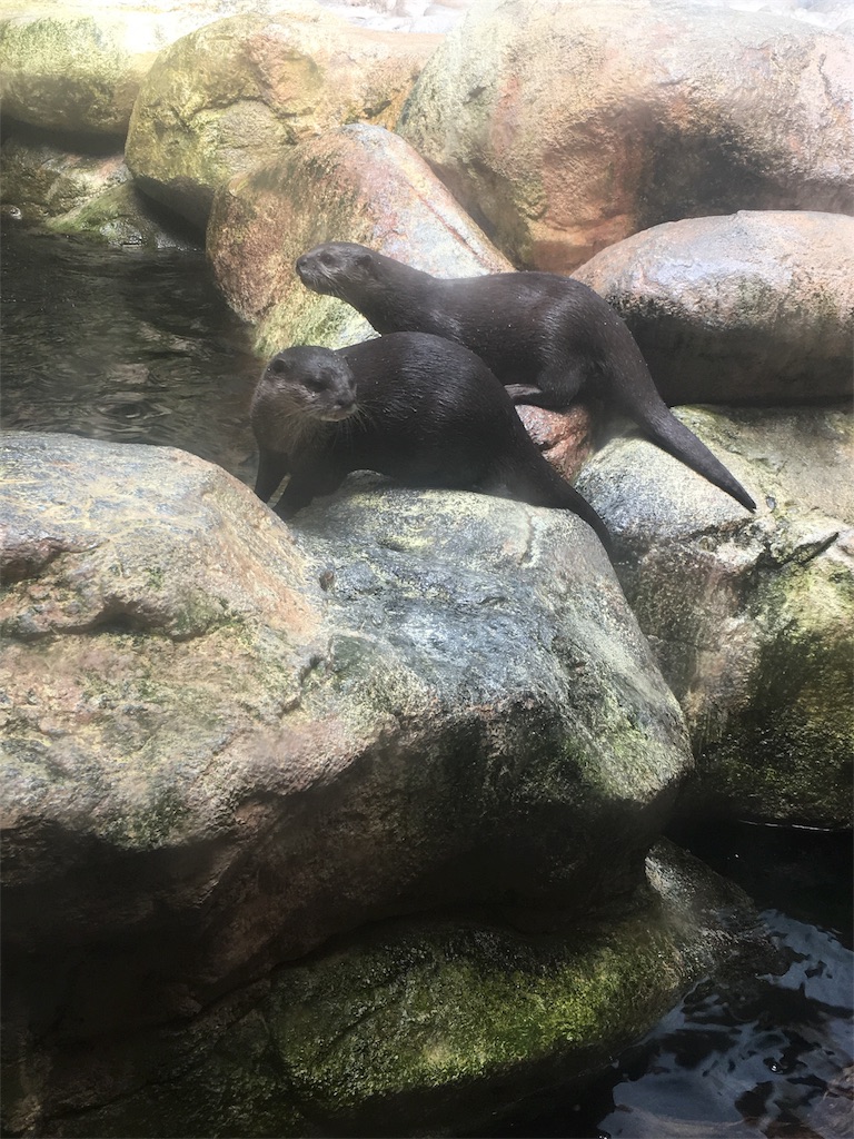 f:id:Miami1925:20180912035408j:image