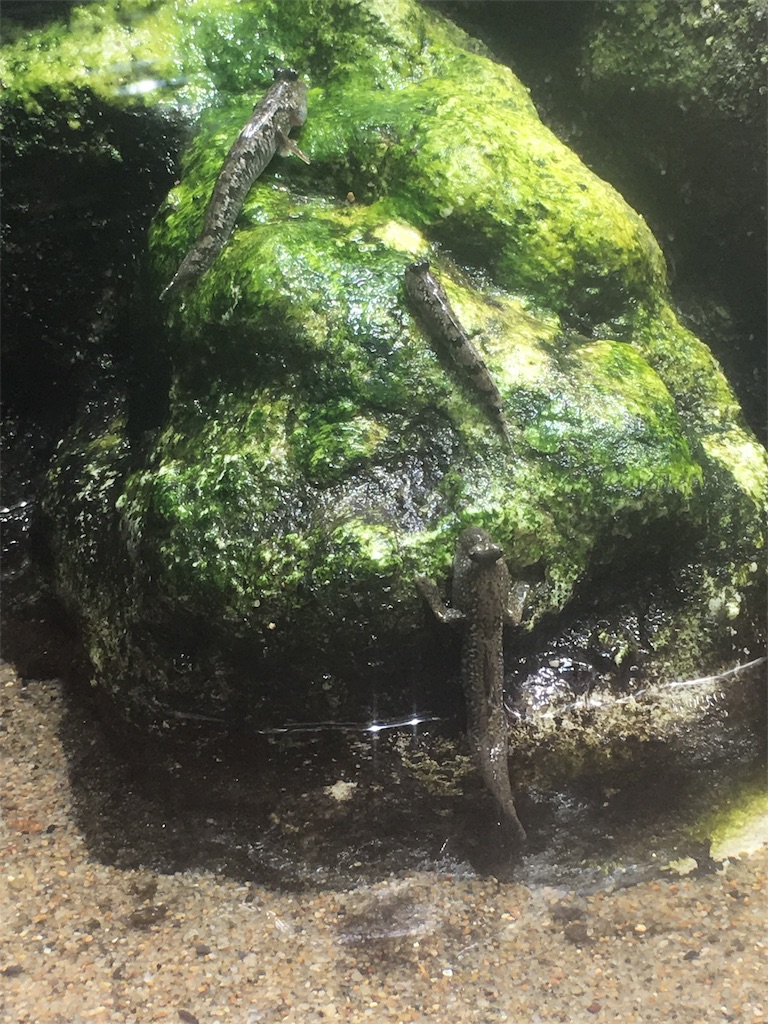 f:id:Miami1925:20180912035445j:image