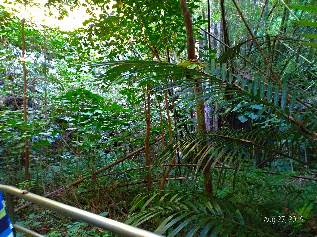 f:id:Michanfish:20190831133956j:plain
