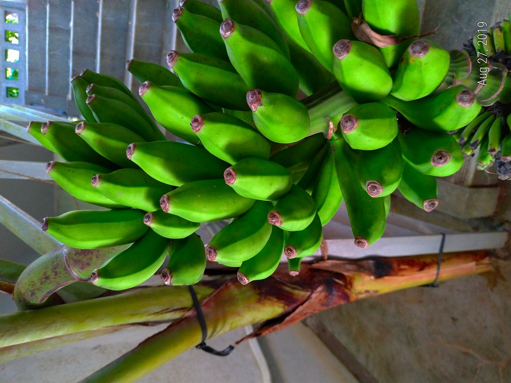 f:id:Michanfish:20190831134017j:plain