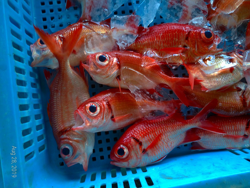 f:id:Michanfish:20190831134901j:plain