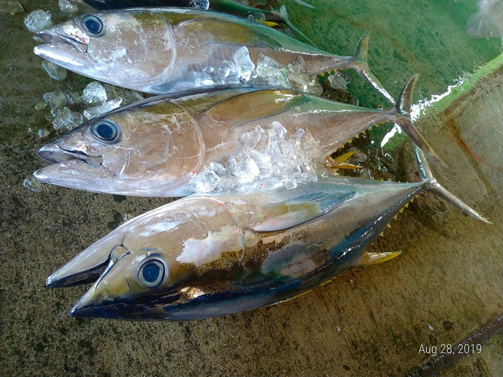 f:id:Michanfish:20190831134918j:plain