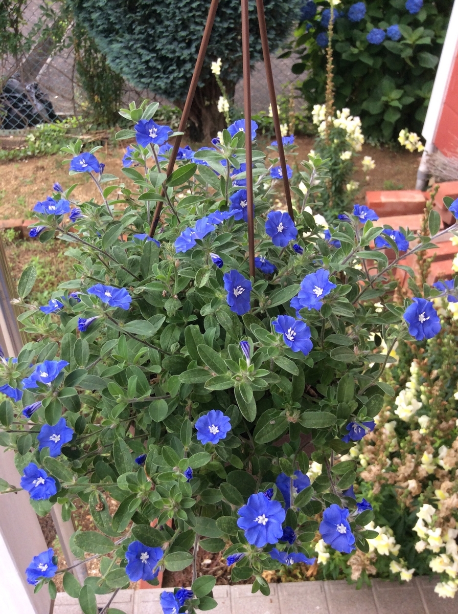 f:id:Michelmama:20190629080507j:plain f:id:Michelmama:20190629080507j:plain