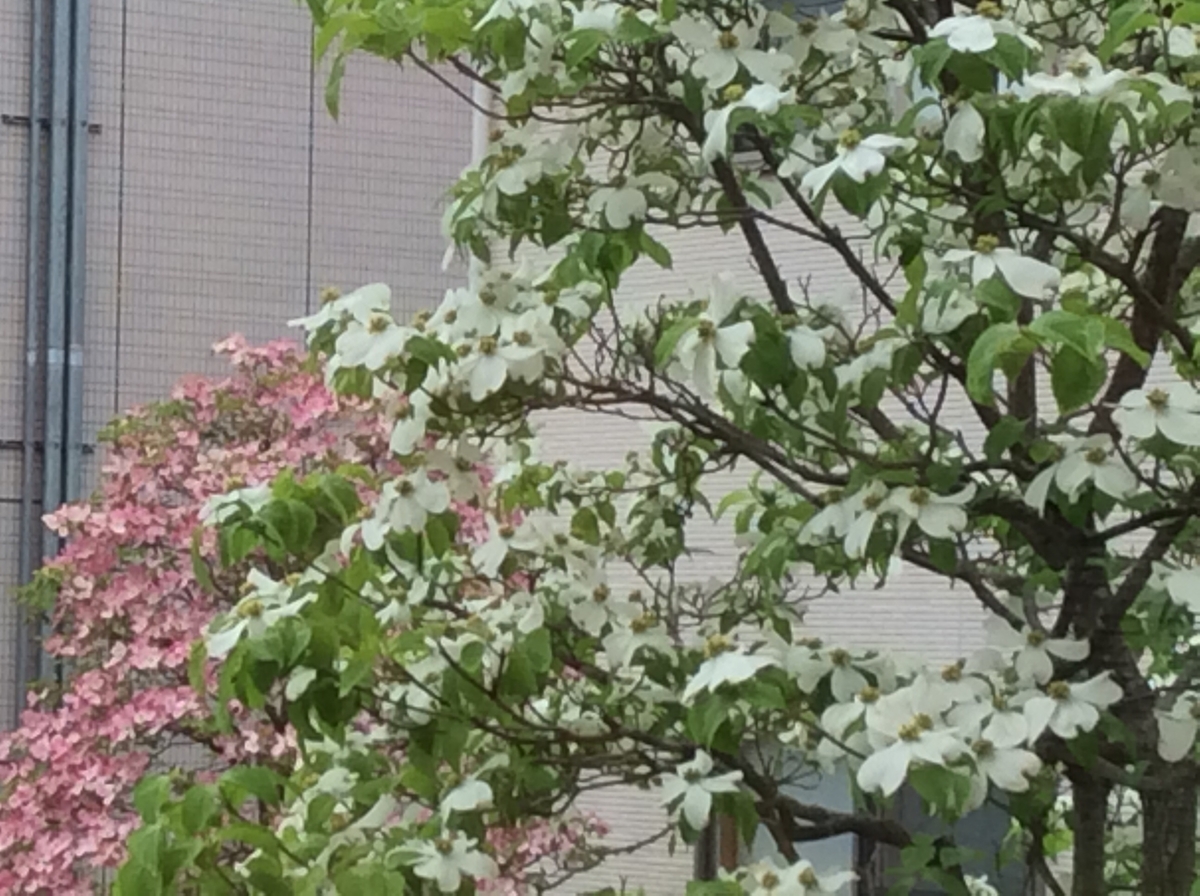 f:id:Michelmama:20200506082202j:plain f:id:Michelmama:20200506082202j:plain