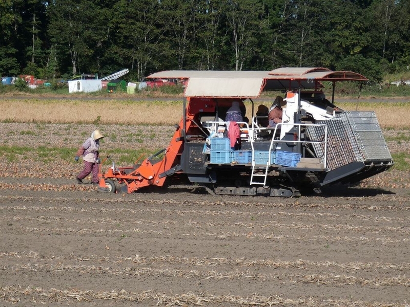 畑作農家畑の様子 - 北海道十勝の山里で山遊び