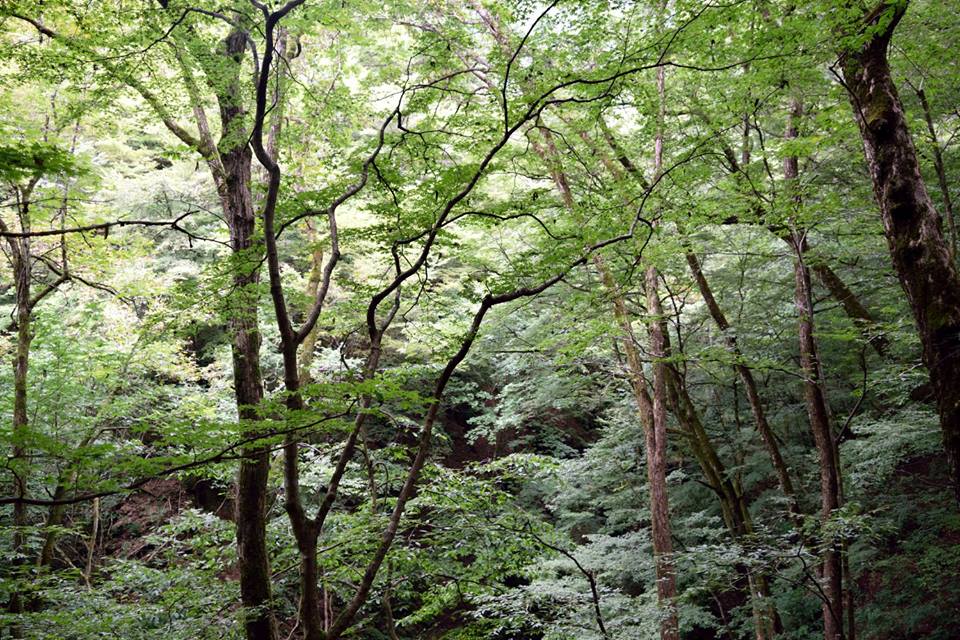 f:id:Mickey6:20161009023240j:plain