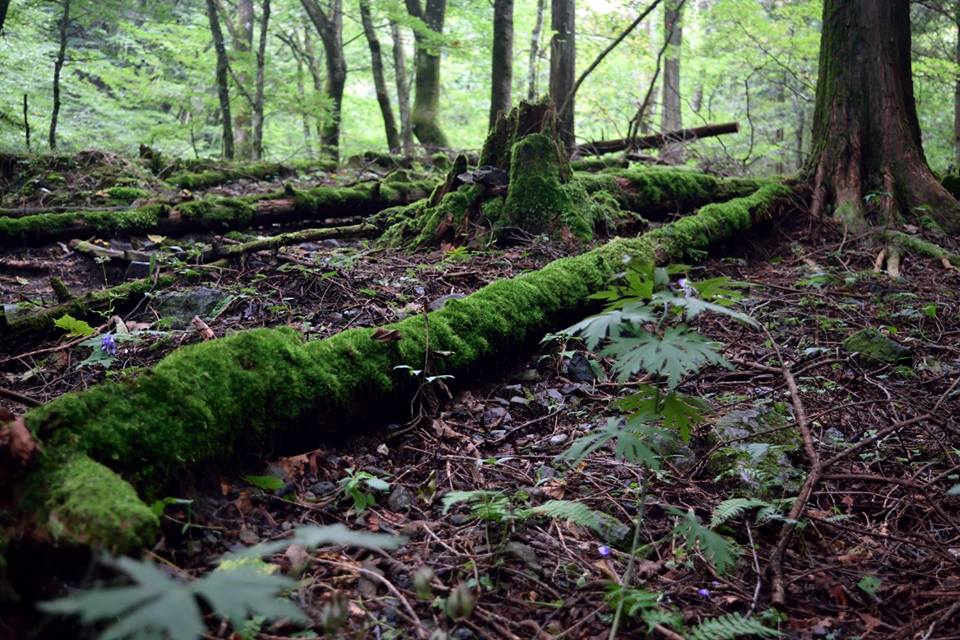 f:id:Mickey6:20161009023337j:plain