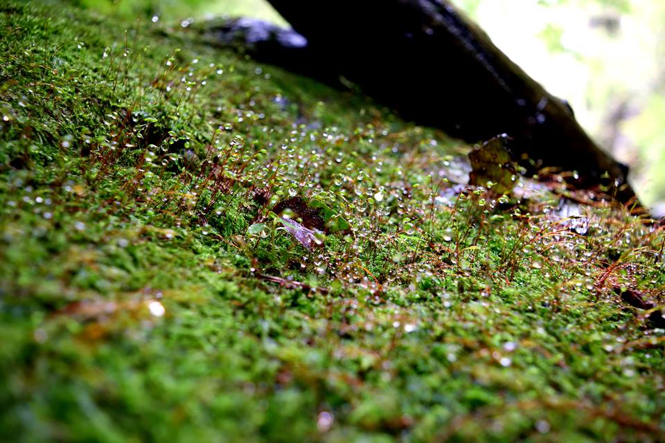 f:id:Mickey6:20161009023408j:plain