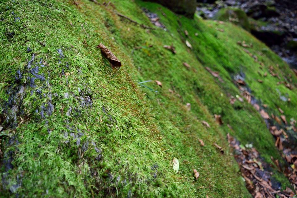 f:id:Mickey6:20161009023429j:plain