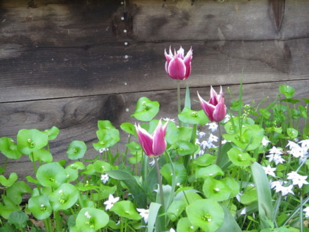 f:id:MickieG:20110403030320j:image