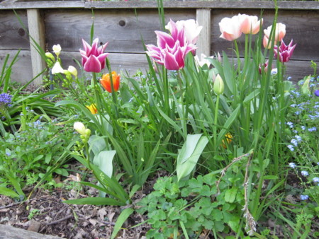 f:id:MickieG:20110403030524j:image