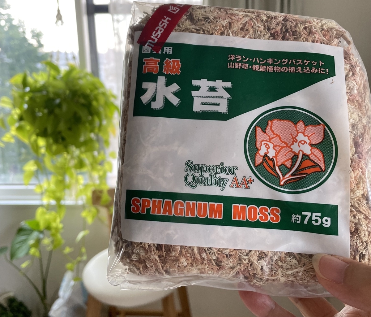 オリーブの取り木に初めてチャレンジしました - みどりこブログ