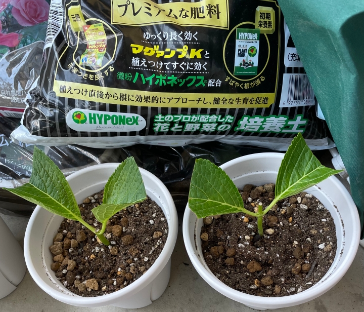 夏用挿し穂 あじさいの挿し穂を鉢上げしました - みどりこブログ