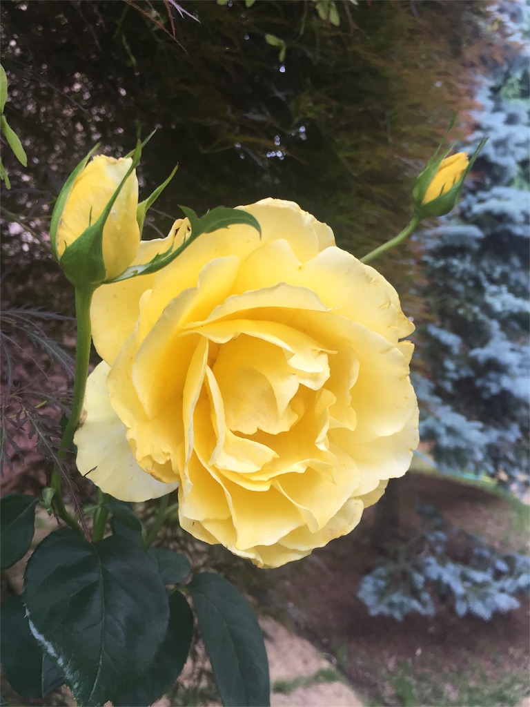 f:id:MiePallum:20170624214638j:image