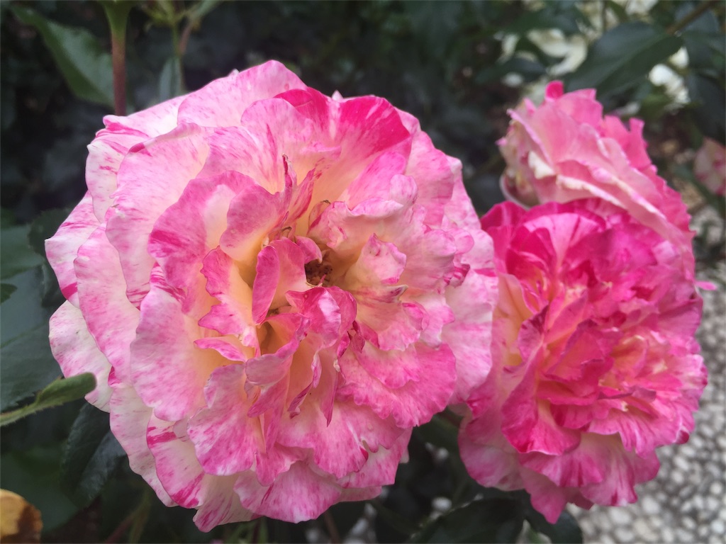 f:id:MiePallum:20170624214640j:image