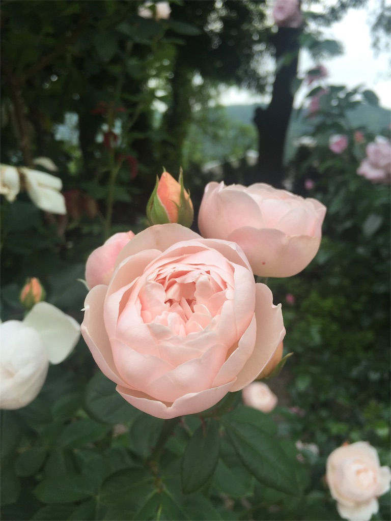 f:id:MiePallum:20170624214643j:image