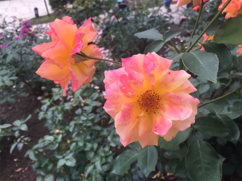 f:id:MiePallum:20170624214807j:image
