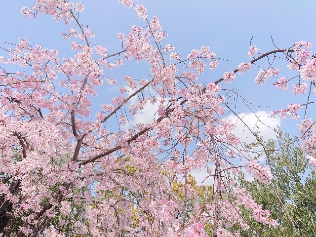 f:id:Miia:20210406185626j:image