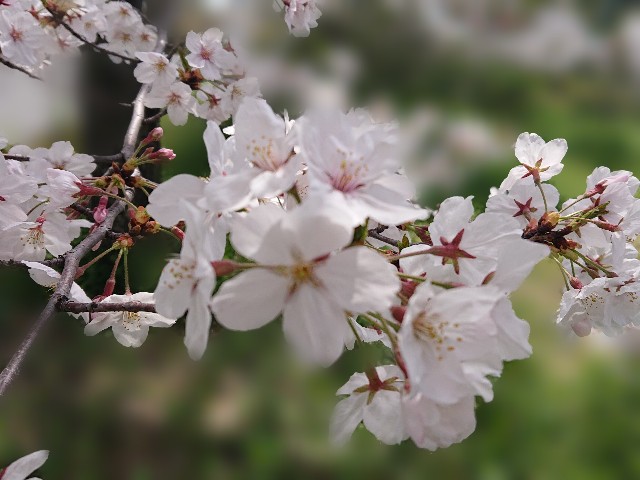 f:id:Miia:20210406185643j:image