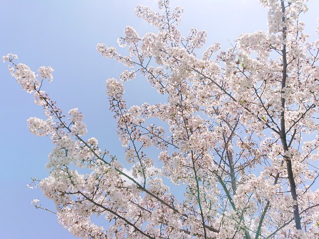 f:id:Miia:20210406185710j:image
