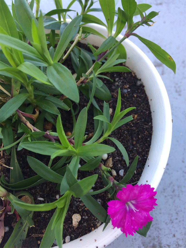 コーヒー土で育てたお花 水仙 ムスカリ なでしこ が咲きました みいの記録帳