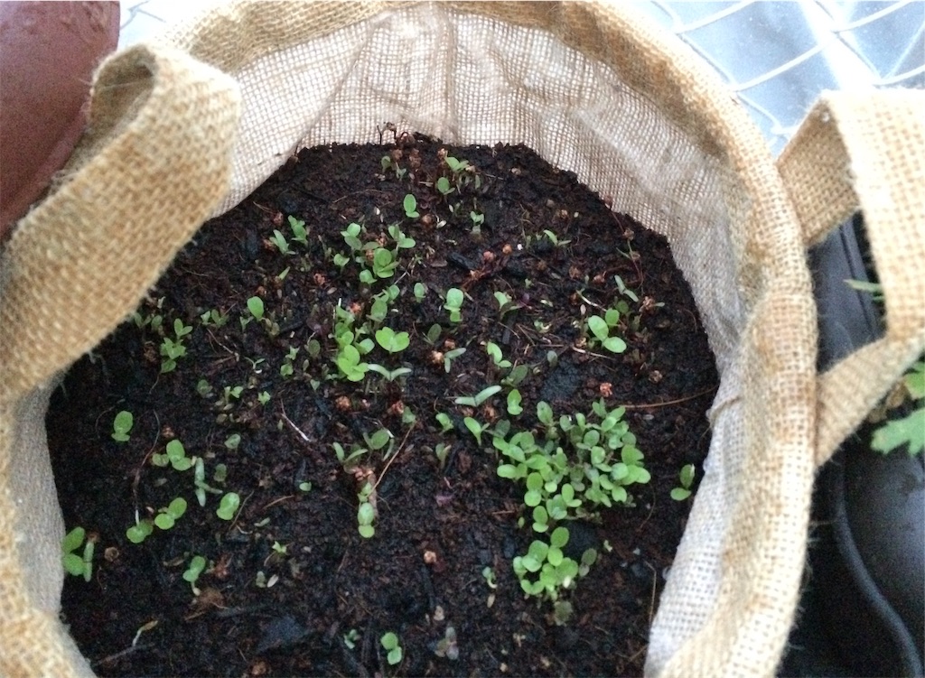 麻袋をプランター代わりにして植物を植えてみました みいの記録帳