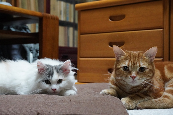 我が家にルンバがやってきた - 二匹の猫とオヤジの静かなる日々