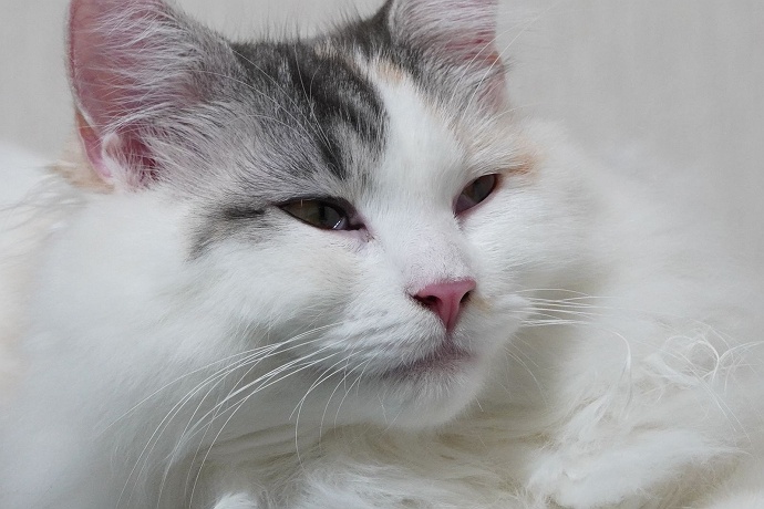猫のヒゲの色は何色？ - 二匹の猫とオヤジの静かなる日々