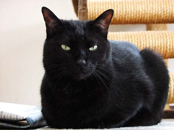 猫のひげ　黒色 猫のヒゲの色は何色？ - 二匹の猫とオヤジの静かなる日々