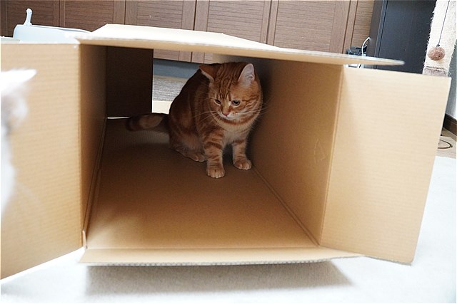 そこに箱があるからさ - 二匹の猫とオヤジの静かなる日々