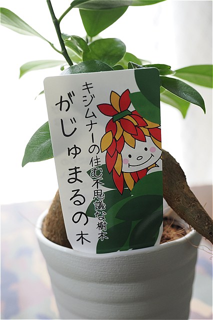 ネコとガジュマル - 二匹の猫とオヤジの静かなる日々